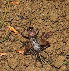 Teleogryllus