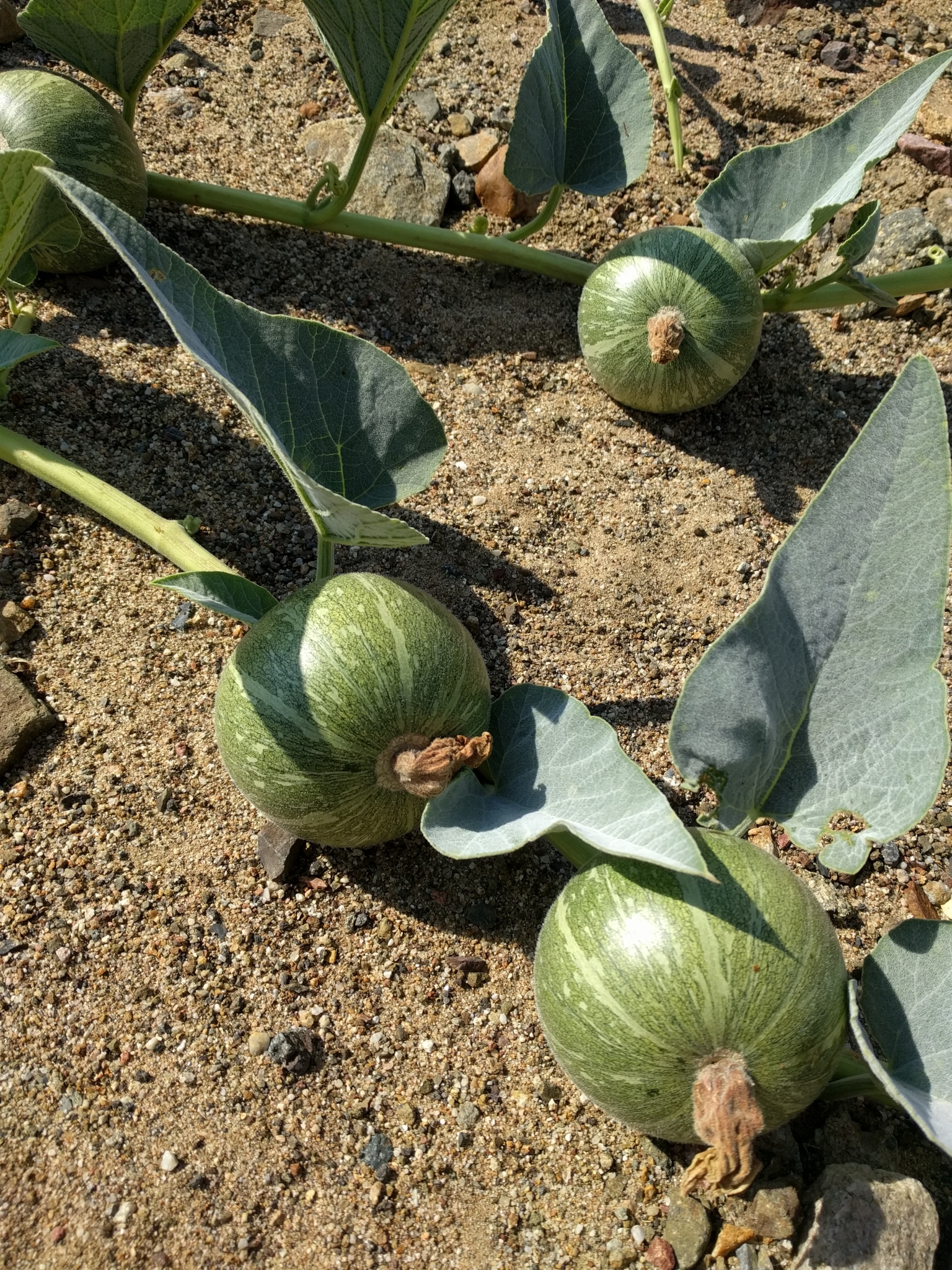Cucurbitaceae