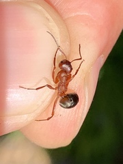 Formica sanguinea