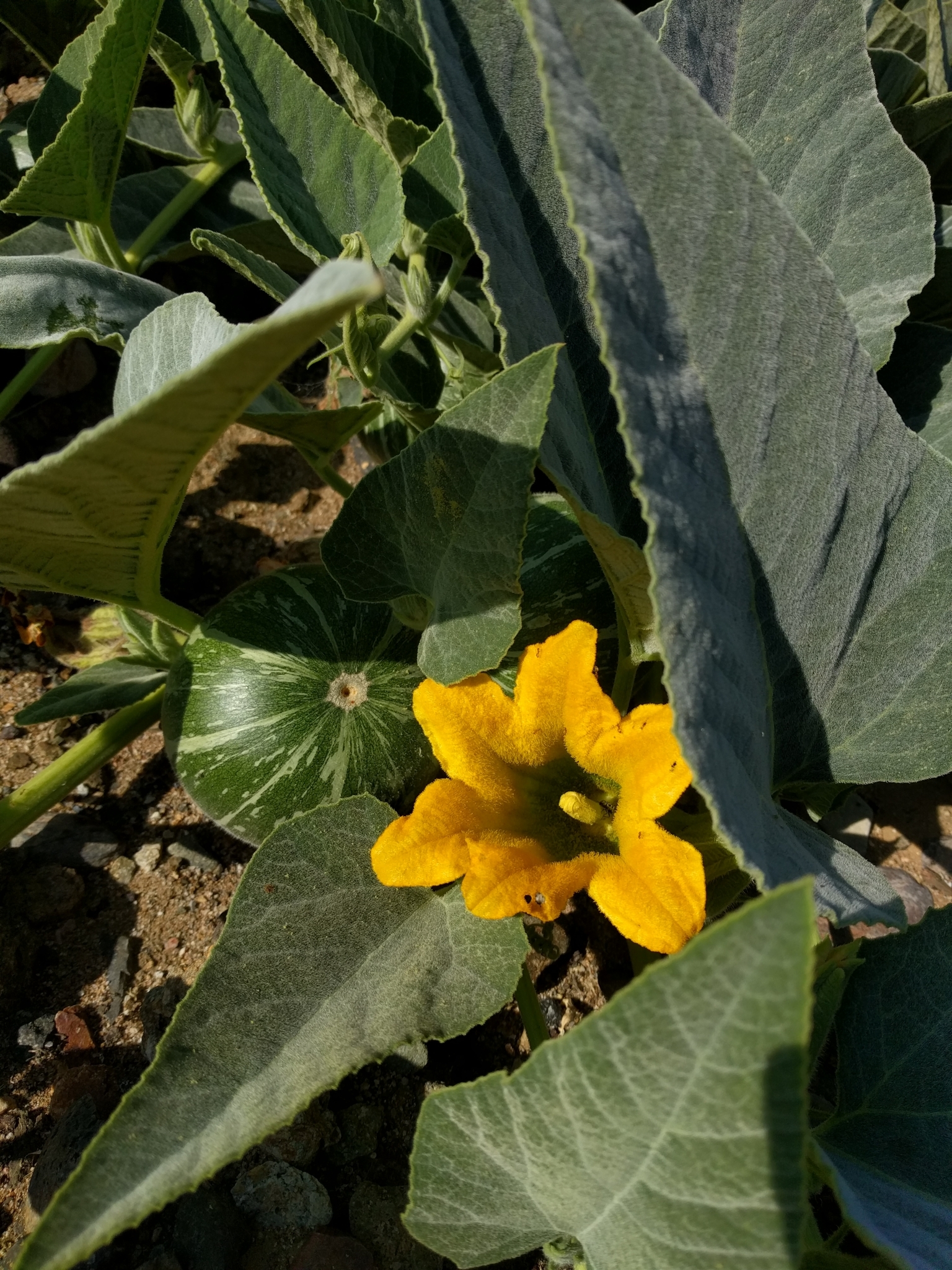 Cucurbita foetidissima