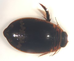 Acilius mediatus