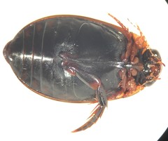 Acilius mediatus