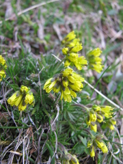 Draba aspera, photograph (c) Ljaž, some rights reserved (CC BY)
