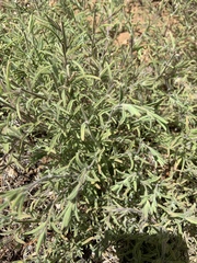 Cordylanthus rigidus