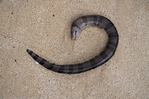 Banded moray (Gymnothorax rueppelliae) — Muraenidae — 2