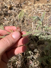 Cordylanthus rigidus