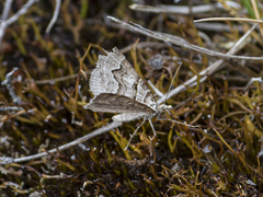 Chrysolarentia psarodes