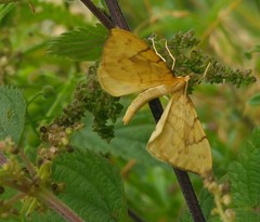 Gandaritis pyraliata