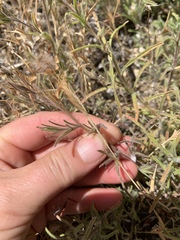 Cordylanthus rigidus