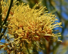 Hakea lorea