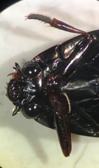 Dineutus carolinus