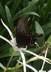 Papilio bianor