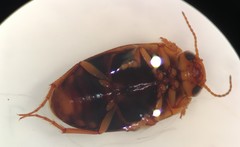 Hydrocolus deflatus