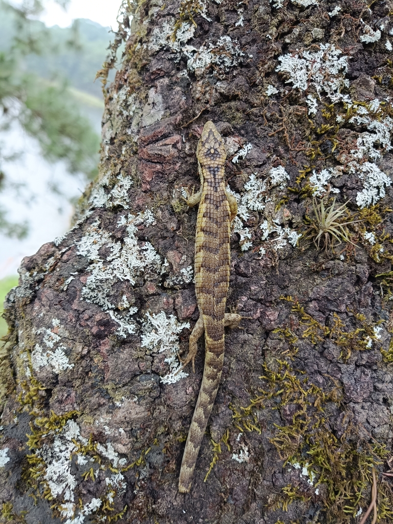 Coapilla Arboreal Alligator Lizard