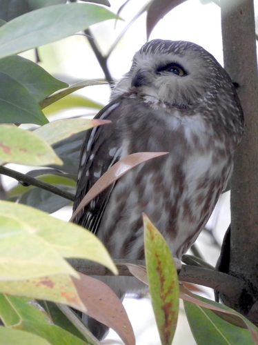 Northern Saw-whet Owl (Aegolius acadicus), a species recorded in Nevada