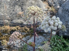 Angelica archangelica litoralis