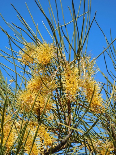 Hakea lorea (R.Br.) R.Br.