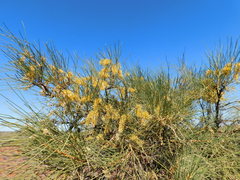 Hakea lorea