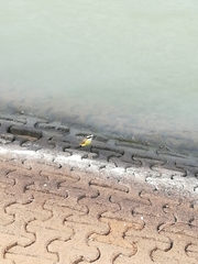 Pitangus sulphuratus