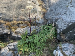 Angelica archangelica litoralis