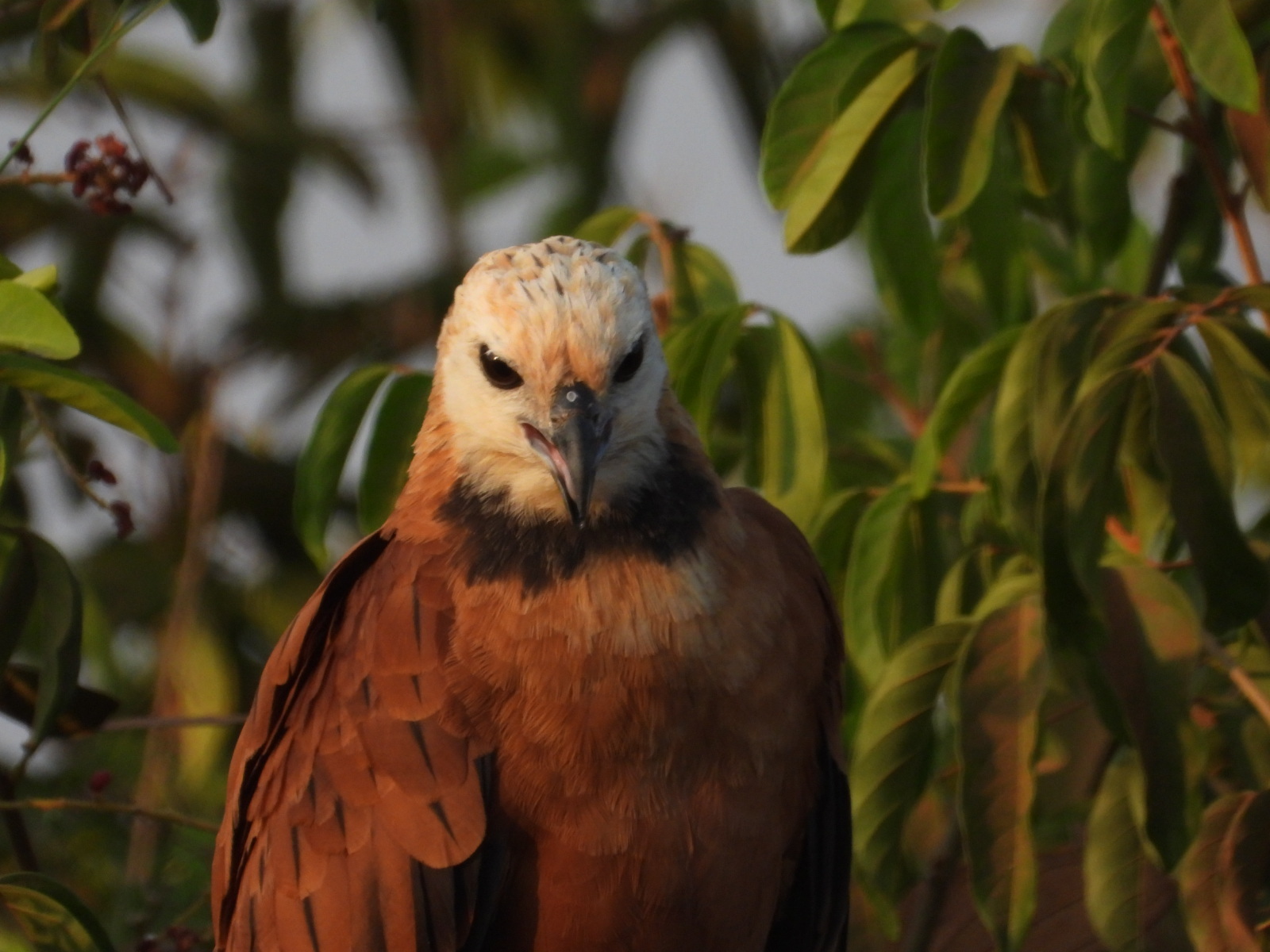 Black-collared Hawk illustration