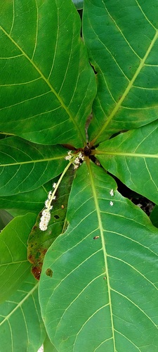 Terminalia litoralis observed 2024-11-06