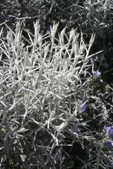 Tetradymia stenolepis