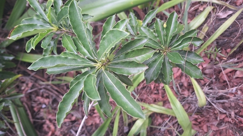 Pittosporum senacia, photograph 3