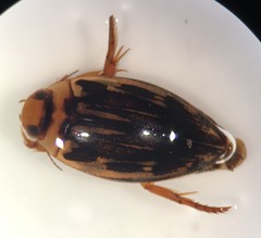 Coptotomus longulus lenticus
