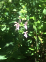 Stachys nuttallii