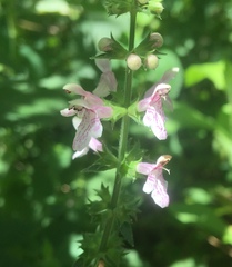 Stachys nuttallii