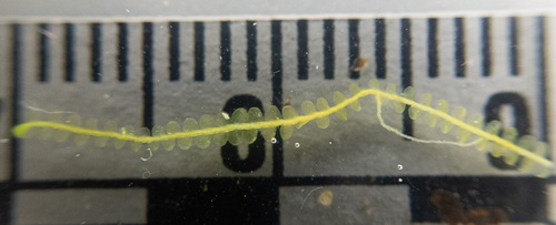 Odontoschisma denudatum
