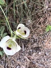 Calochortus eurycarpus