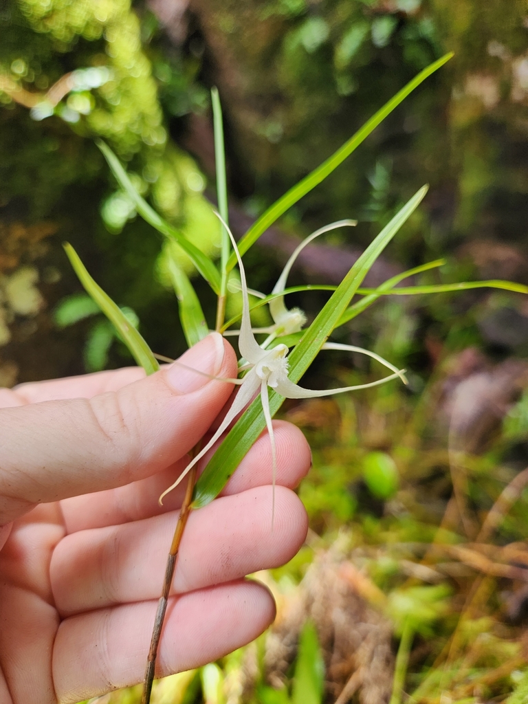 Dendrobium biflorum (G.Forst.) Sw. 2