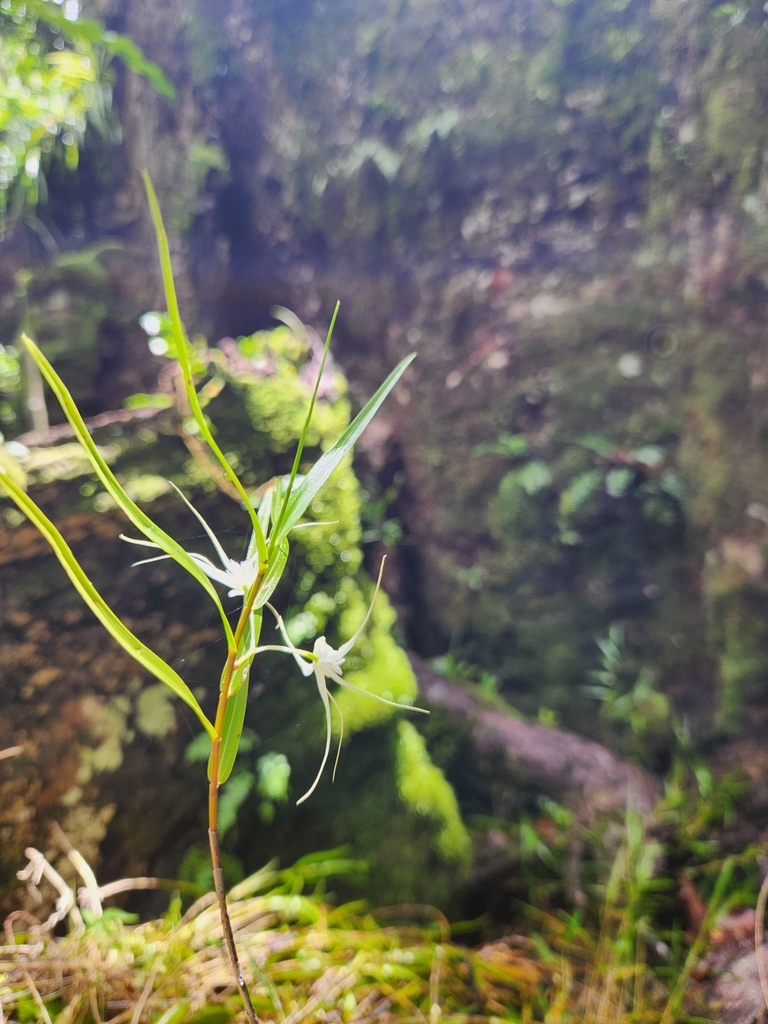 Dendrobium biflorum (G.Forst.) Sw. 3