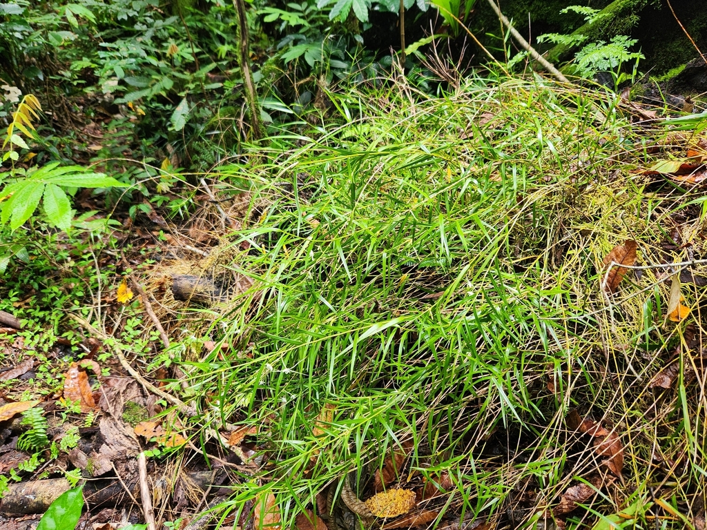 Dendrobium biflorum (G.Forst.) Sw. 4