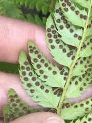 Polystichum × illyricum