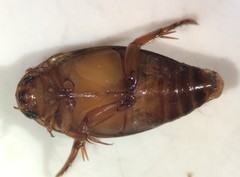 Coptotomus longulus lenticus