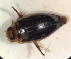 Coptotomus longulus lenticus