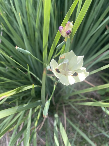 Dietes bicolor, 2024-11-06