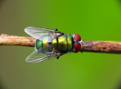 Banded Blowfly