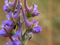 Delphinium halteratum