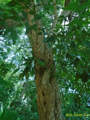 Thouinia paucidentata