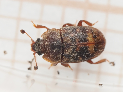 Skin Sap Beetle