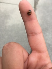 Harmonia axyridis