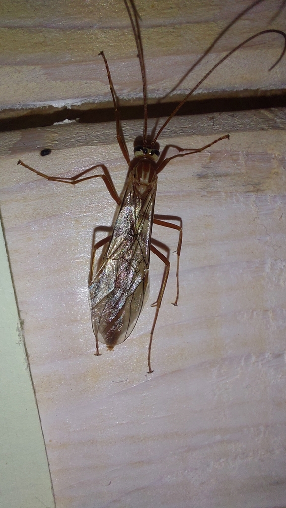 Ophion slaviceki