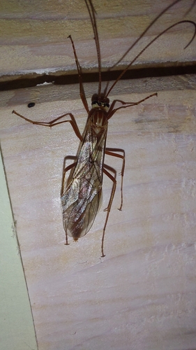 Ophion slaviceki