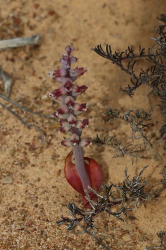 Lachenalia suaveolens