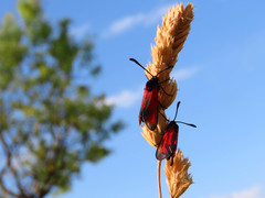 Zygaena erythrus