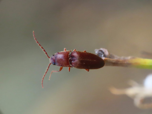 Mulsanteus guillebeaui
